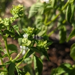 Lipotriches (Austronomia) phanerura at Albury - 31 Jan 2024 by Darcy