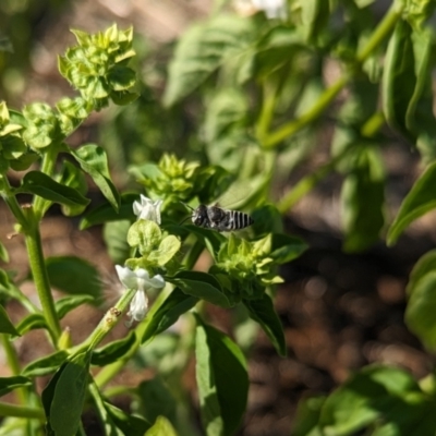 Unidentified Bee (Hymenoptera, Apiformes) at Albury - 31 Jan 2024 by Darcy