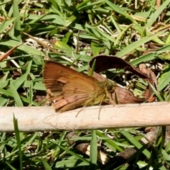 Unidentified Skipper (Hesperiidae) at Tantawangalo, NSW - 4 Feb 2024 by KMcCue