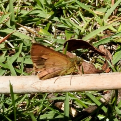 Unidentified Skipper (Hesperiidae) at Tantawangalo, NSW - 4 Feb 2024 by KMcCue