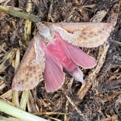 Elhamma australasiae (A Swift or Ghost moth (Hepialidae)) at Whitlam, ACT - 6 Feb 2024 by SteveBorkowskis