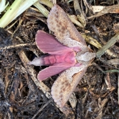 Elhamma australasiae at Whitlam, ACT - 6 Feb 2024