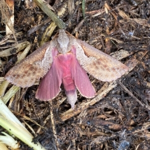 Elhamma australasiae at Whitlam, ACT - 6 Feb 2024