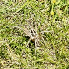 Tasmanicosa sp. (genus) (Tasmanicosa wolf spider) at Nunnock Grassland Walking Track - 4 Feb 2024 by KMcCue