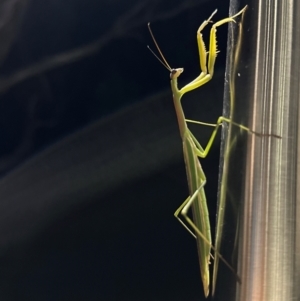 Tenodera australasiae at Reid, ACT - 4 Feb 2024