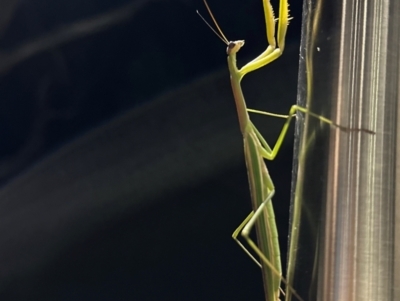 Tenodera australasiae (Purple-winged mantid) at Reid, ACT - 4 Feb 2024 by Pirom