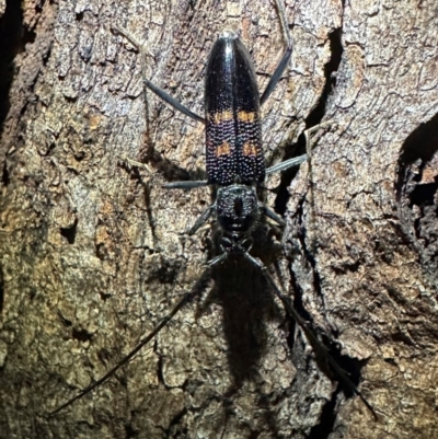 Phoracantha punctata (Longhorn beetle) at Reid, ACT - 4 Feb 2024 by Pirom