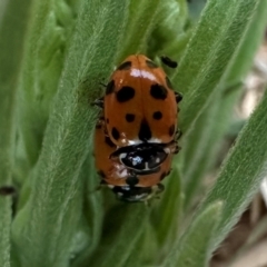 Hippodamia variegata (Spotted Amber Ladybird) at Mount Ainslie - 3 Feb 2024 by Pirom