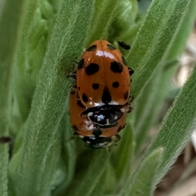 Hippodamia variegata (Spotted Amber Ladybird) at Ainslie, ACT - 3 Feb 2024 by Pirom
