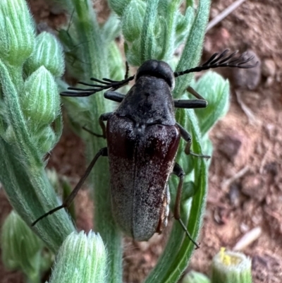 Euctenia sp. (genus) (Wedge-shaped beetle) at Ainslie, ACT - 3 Feb 2024 by Pirom