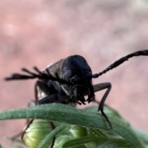 Euctenia sp. (genus) at Mount Ainslie - 3 Feb 2024