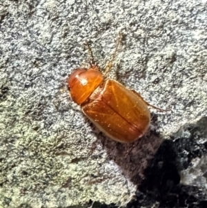 Heteronyx sp. (genus) at Reid, ACT - 4 Feb 2024