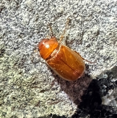 Heteronyx sp. (genus) (Scarab beetle) at Reid, ACT - 4 Feb 2024 by Pirom