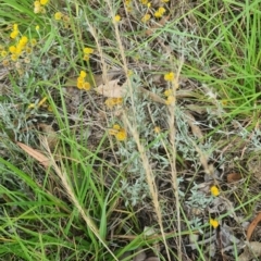 Zizina otis (Common Grass-Blue) at Little Taylor Grassland (LTG) - 2 Feb 2024 by galah681