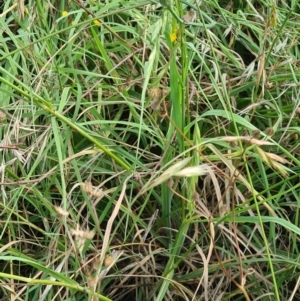 Apis mellifera at Little Taylor Grassland (LTG) - 3 Feb 2024