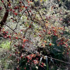 Coprosma quadrifida (Prickly Currant Bush, Native Currant) at Nunnock Grassland Walking Track - 2 Feb 2024 by KMcCue