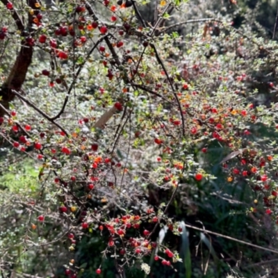 Coprosma quadrifida (Prickly Currant Bush, Native Currant) at Nunnock Grassland Walking Track - 3 Feb 2024 by KMcCue