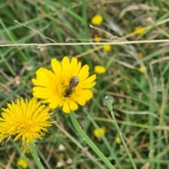 Lasioglossum (Chilalictus) sp. (genus & subgenus) (Halictid bee) at Little Taylor Grassland (LTG) - 3 Feb 2024 by galah681