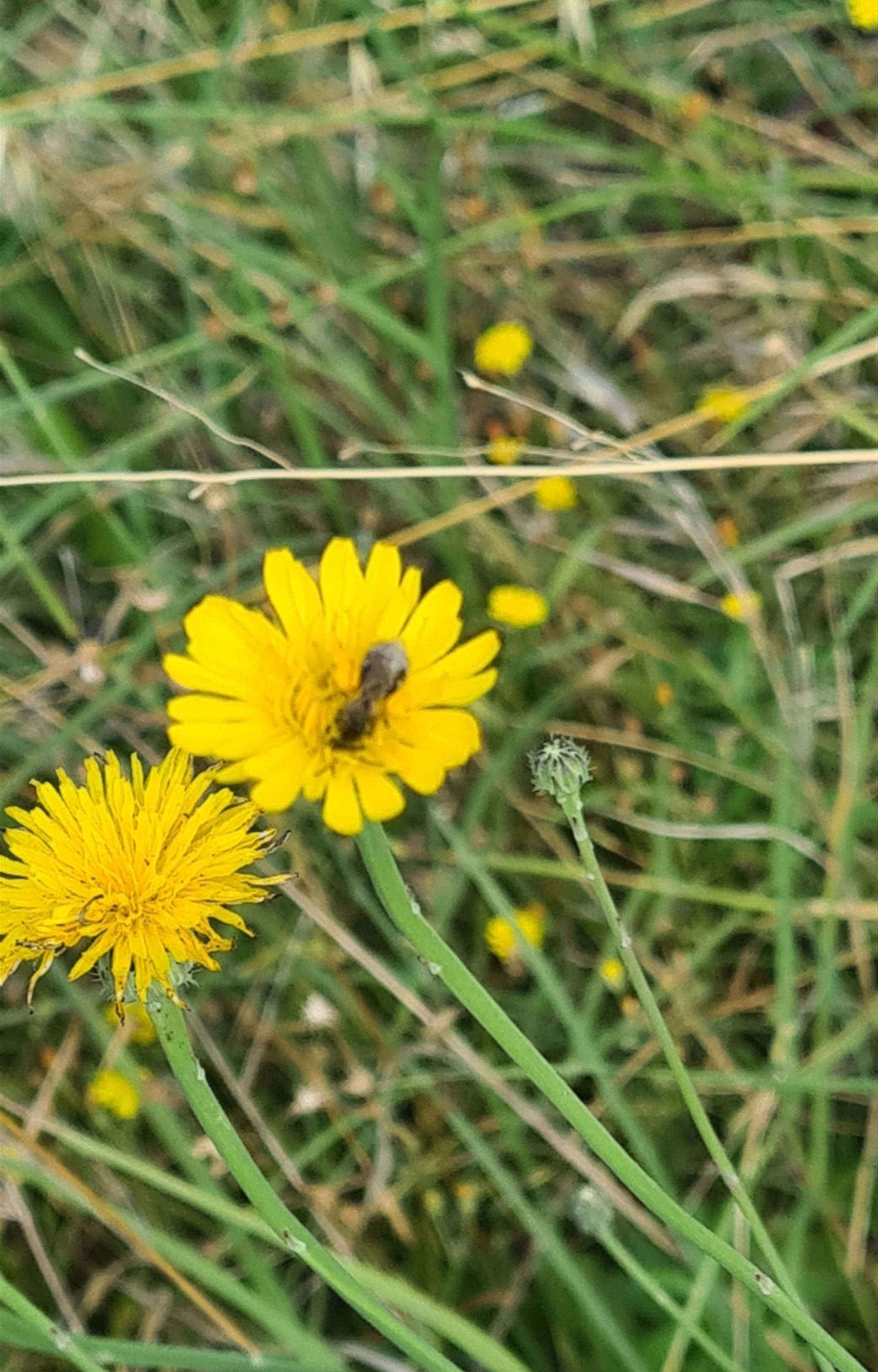 Lasioglossum (Chilalictus) sp. (genus & subgenus) at Undefined Area - 3 Feb 2024 10:04 AM