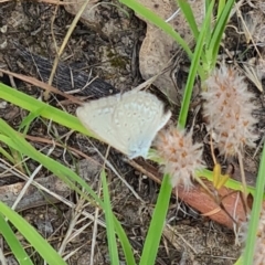 Zizina otis (Common Grass-Blue) at Little Taylor Grassland (LTG) - 3 Feb 2024 by galah681