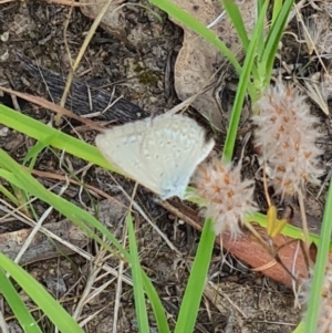 Zizina otis at Little Taylor Grassland (LTG) - 3 Feb 2024