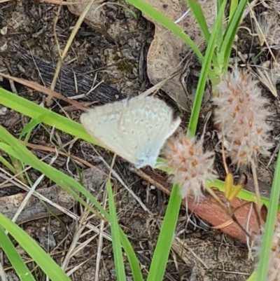 Zizina otis (Common Grass-Blue) at Little Taylor Grasslands - 2 Feb 2024 by galah681