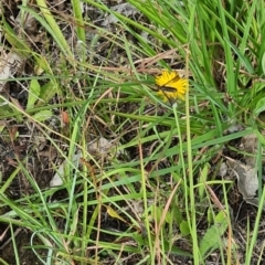 Comptosia quadripennis (a bee fly) at Little Taylor Grassland (LTG) - 3 Feb 2024 by galah681