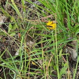 Comptosia quadripennis at Little Taylor Grassland (LTG) - 3 Feb 2024