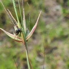 Muscoidea (super family) at Little Taylor Grassland (LTG) - 2 Feb 2024 by galah681