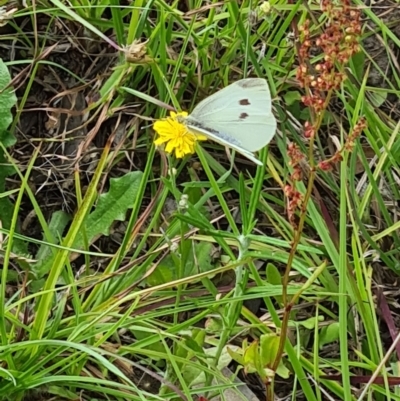 Pieris rapae (Cabbage White) at Little Taylor Grassland (LTG) - 3 Feb 2024 by galah681