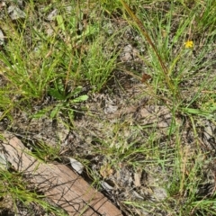 Lepidoptera unclassified ADULT moth (Unidentified - Moth) at Little Taylor Grassland (LTG) - 2 Feb 2024 by galah681