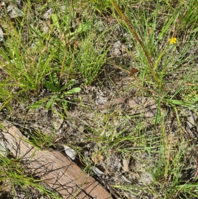 Lepidoptera unclassified ADULT moth (Unidentified - Moth) at Little Taylor Grasslands - 2 Feb 2024 by galah681