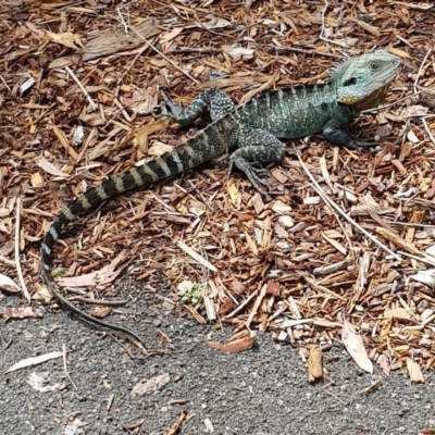 Intellagama lesueurii howittii (Gippsland Water Dragon) at ANBG - 6 Feb 2024 by HappyWanderer