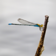 Pseudagrion aureofrons (Gold-fronted Riverdamsel) at Lake Ginninderra - 11 Dec 2022 by KorinneM