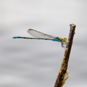 Pseudagrion aureofrons at Lake Ginninderra - 11 Dec 2022 04:56 PM