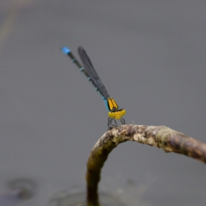 Pseudagrion aureofrons at Lake Ginninderra - 11 Dec 2022 04:56 PM