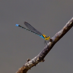 Pseudagrion aureofrons at Lake Ginninderra - 11 Dec 2022