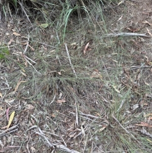 Aristida sp. at Yarralumla, ACT - 6 Feb 2024