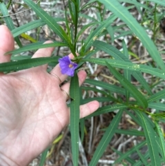 Solanum linearifolium (Kangaroo Apple) at Yarralumla, ACT - 6 Feb 2024 by lbradley