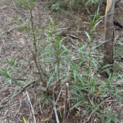 Solanum linearifolium at Yarralumla, ACT - 6 Feb 2024