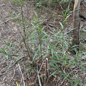 Solanum linearifolium at Yarralumla, ACT - 6 Feb 2024 06:59 PM