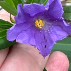 Solanum linearifolium at Yarralumla, ACT - 6 Feb 2024