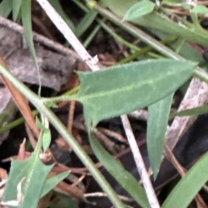Einadia nutans subsp. nutans at Yarralumla, ACT - 6 Feb 2024