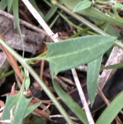 Einadia nutans subsp. nutans (Climbing Saltbush) at Yarralumla, ACT - 6 Feb 2024 by lbradley