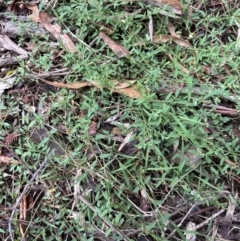 Einadia nutans subsp. nutans at Yarralumla, ACT - 6 Feb 2024