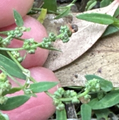 Einadia nutans subsp. nutans at Yarralumla, ACT - 6 Feb 2024