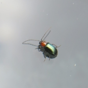 Adoxia benallae at Watson Green Space - 6 Feb 2024 11:24 AM