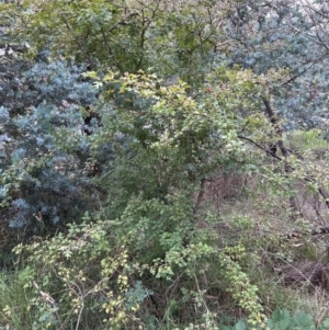 Crataegus monogyna at Yarralumla, ACT - 6 Feb 2024