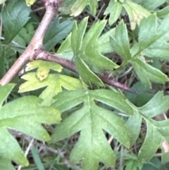 Crataegus monogyna at Yarralumla, ACT - 6 Feb 2024