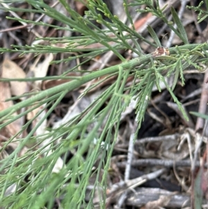 Exocarpos cupressiformis at Yarralumla, ACT - 6 Feb 2024